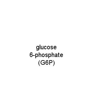 glucose 6-phosphate (G6P)